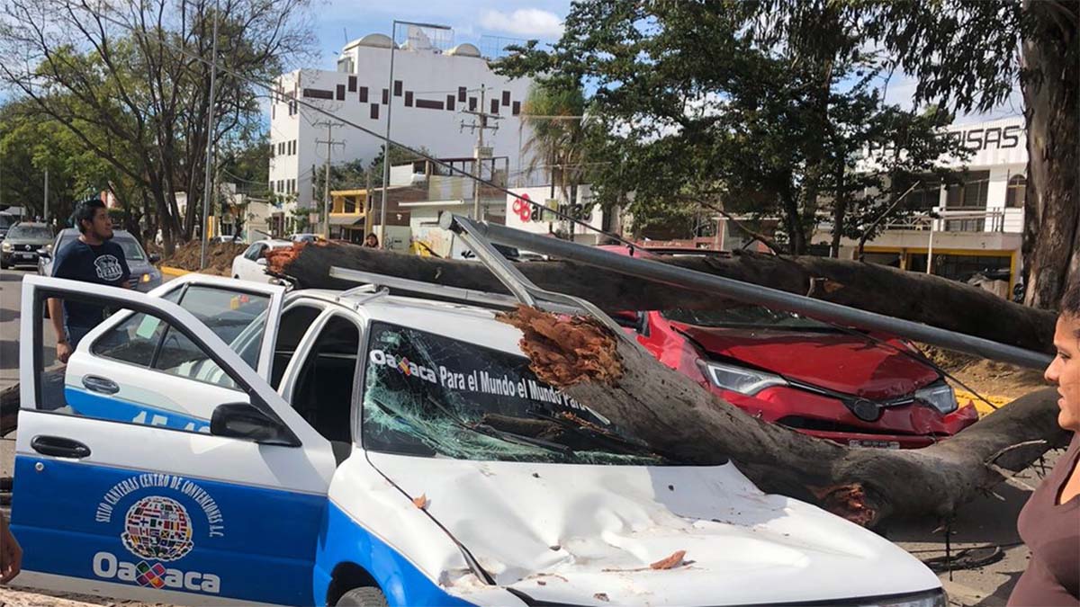 Cae Rbol Sobre Veh Culos En Tr Nsito Y Derriba Poste De Telefon A