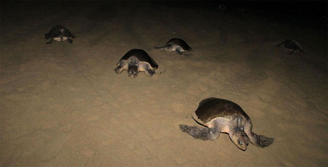 tortugas2