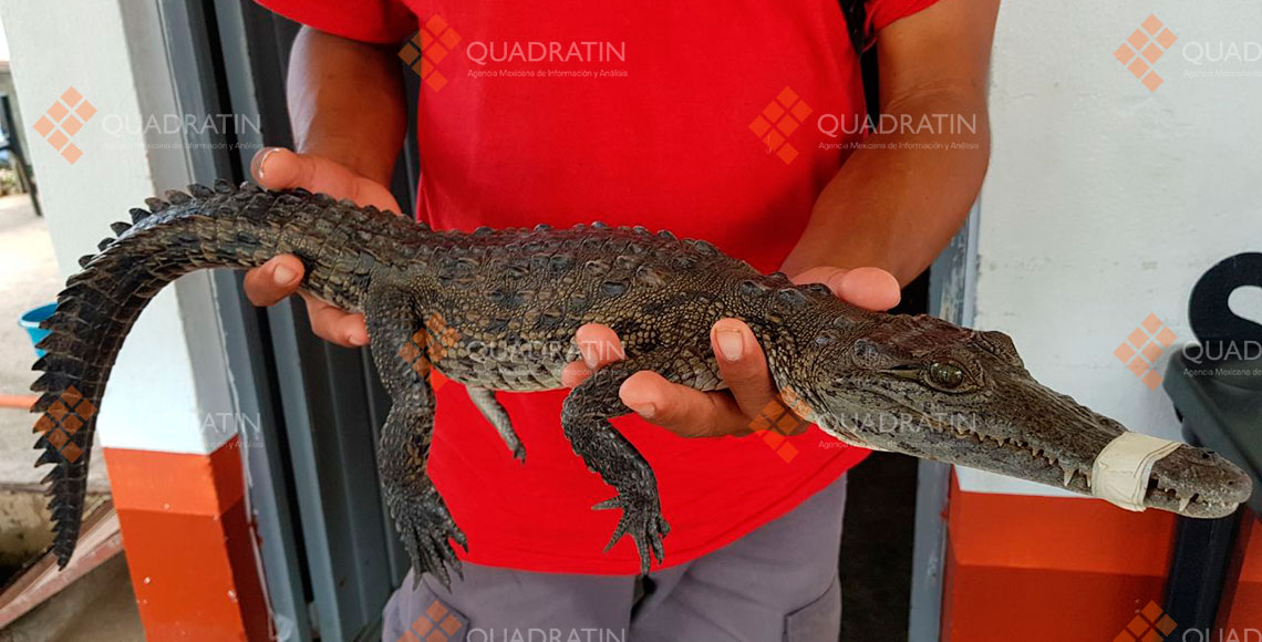 Aseguran Bomberos un cocodrilo en Puerto Escondido - Quadratín - Quadratín Oaxaca