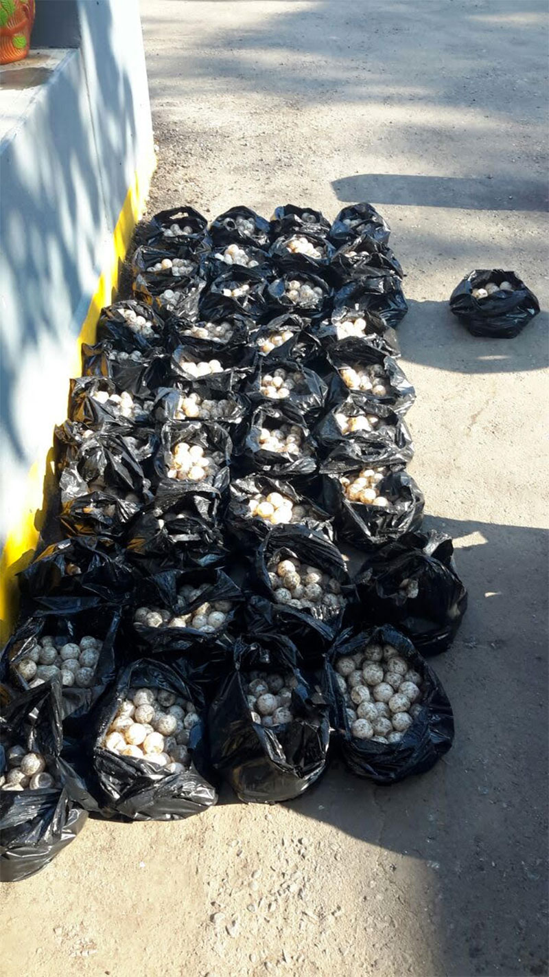 Más de 3 mil 700 huevos de tortuga decomisa la PF en operativo