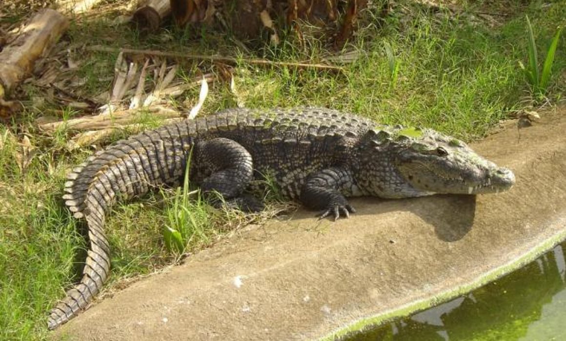 Atropellan y matan a cocodrilo en Jalisco