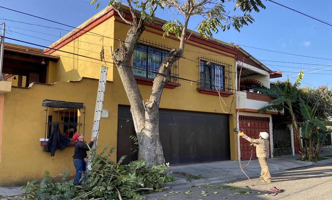 Antes de podar un árbol, conoce el Reglamento de Arbolado Urbano