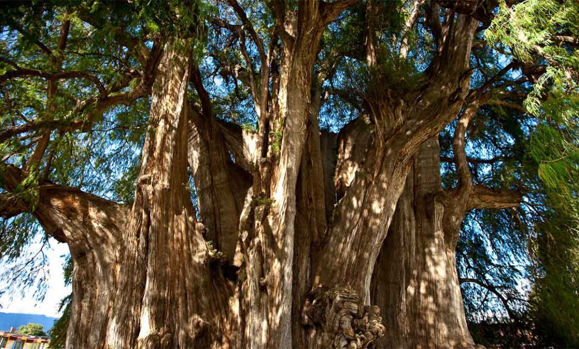Árboles históricos de Oaxaca, la conexión con nuestra cultura