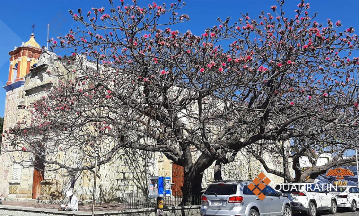 El coquito de Jalatlaco, un árbol ancestral emblemático de Oaxaca
