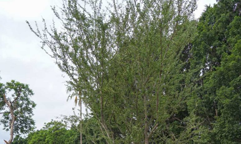 Guamúchil, el árbol al que le atribuyen propiedades contra el cáncer
