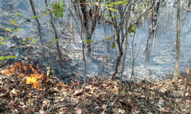 Atiende Coesfo incendio forestal en San Pedro Amuzgos
