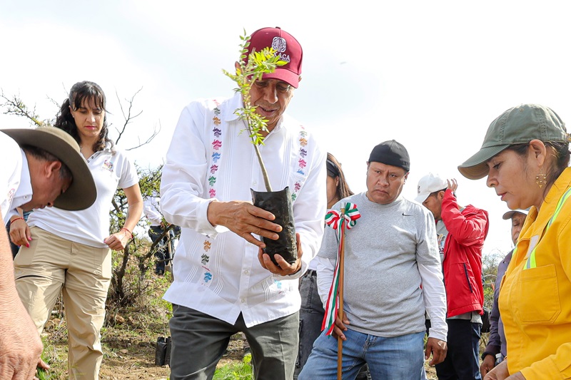 Inicia jornada de reforestación en San Lucas Quiaviní