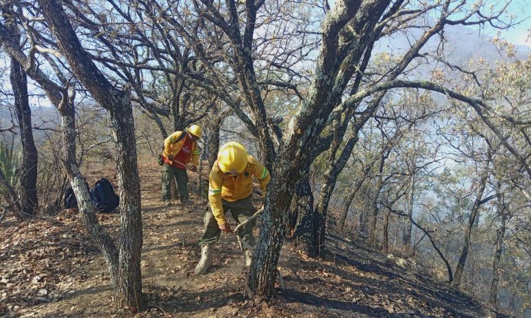 Reporta Coesfo liquidados 4 incendios forestales en Oaxaca