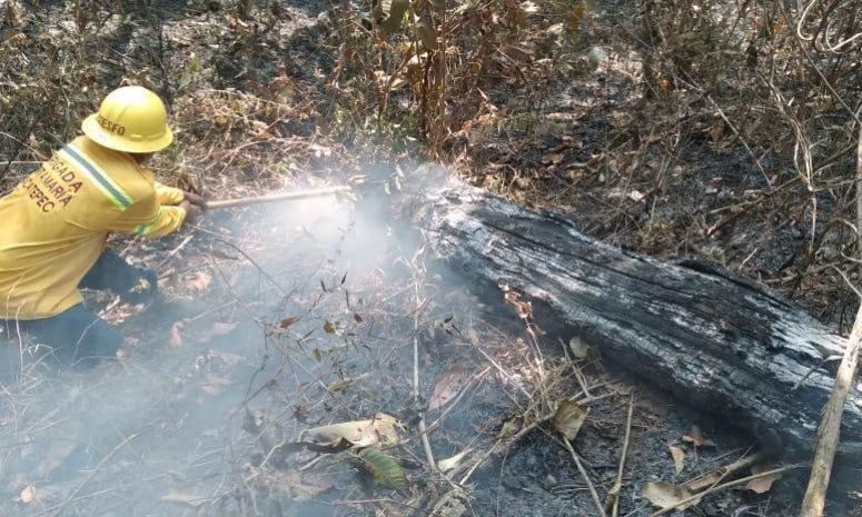 Reporta Coesfo control de incendio forestal en Putla Villa de Guerrero