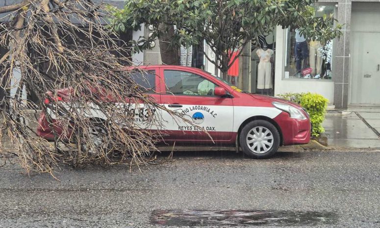 Cae rama sobre taxi frente a la Clínica 2002 en la ciudad de Oaxaca