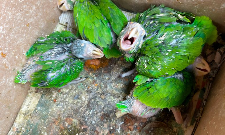 Asegura Profepa 5 ejemplares de vida silvestre a vendedor en Oaxaca