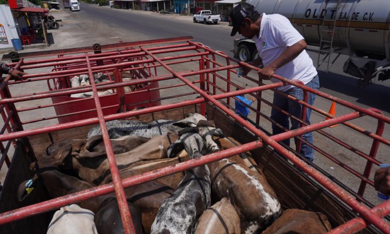 Refuerzan inspección ganadera por casos de gusano barrenador en el Istmo
