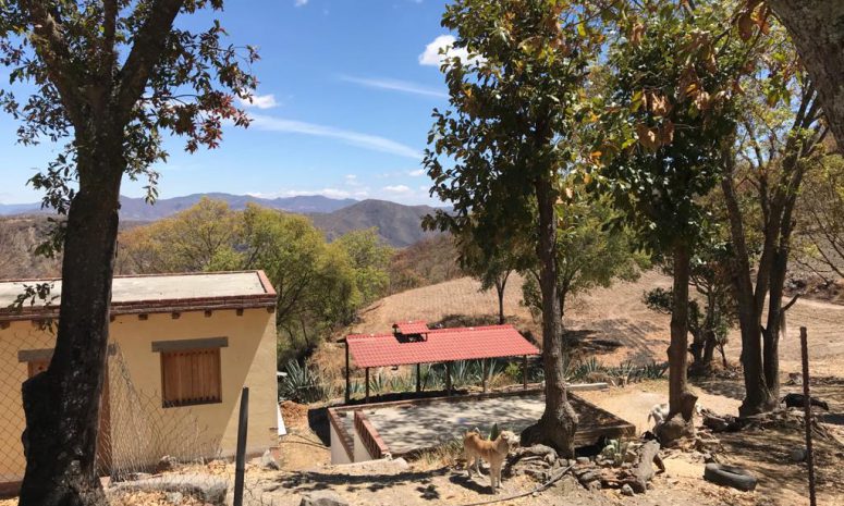 Despojan de palenque a mujer en Oaxaca “porque las mujeres no heredan”
