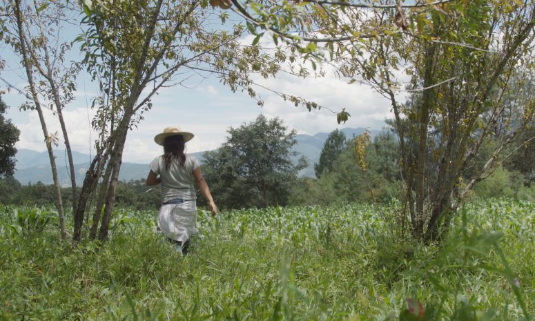 Anuncian funciones especiales en Oaxaca del documental Lachatao