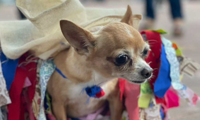 Bendicen en Oaxaca a mascotas y animales en el Templo de La Merced
