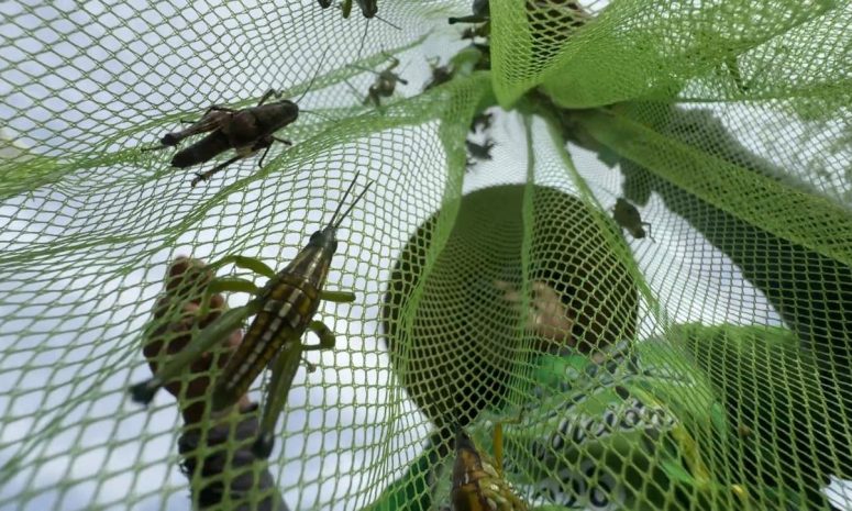 Escasez de lluvias reduce cosecha de chapulín en la Costa de Oaxaca