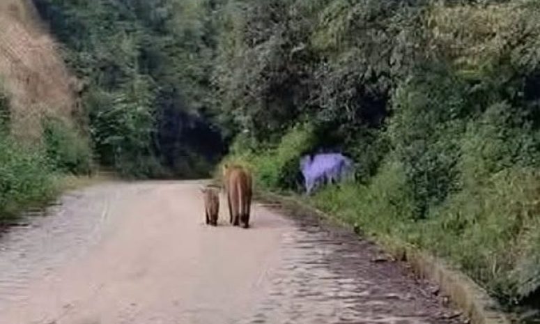 Alertan en la Sierra Juárez por puma y su cría; piden no matarlos