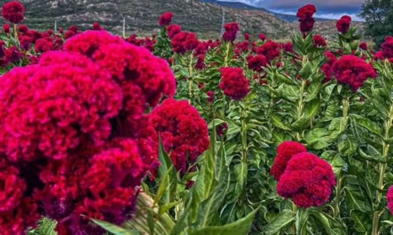 Llevarán autobuses a visitantes a campos de cempasúchil en Oaxaca